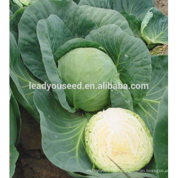 MC02 Guangyuan round shape hybrid cabbage seeds, hybrid vegetable seeds